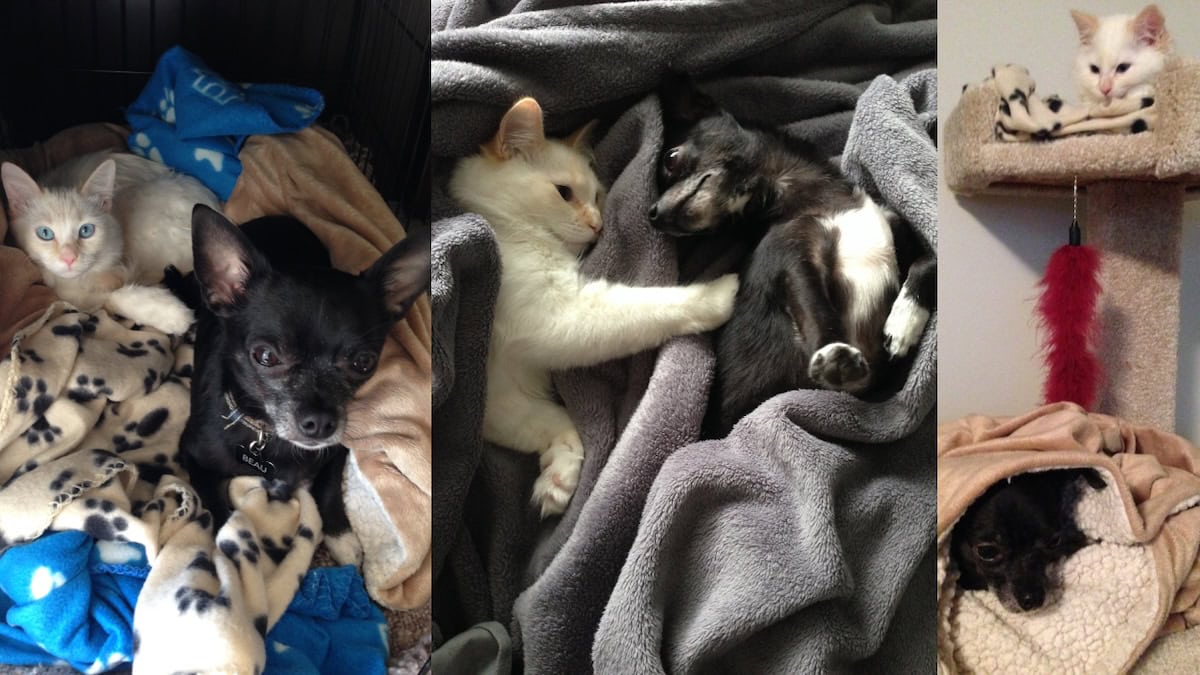Beau & Blue