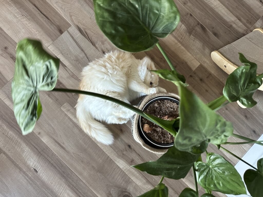 Blue scratching the planter
