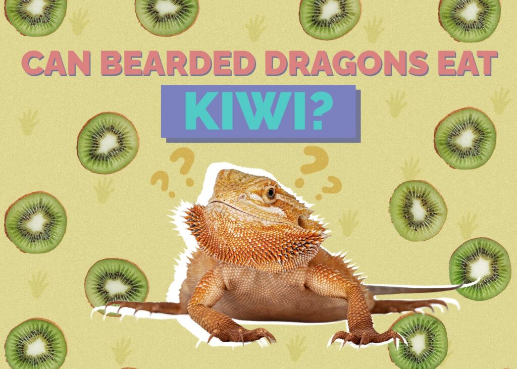 Can Bearded Dragons Eat Kiwi