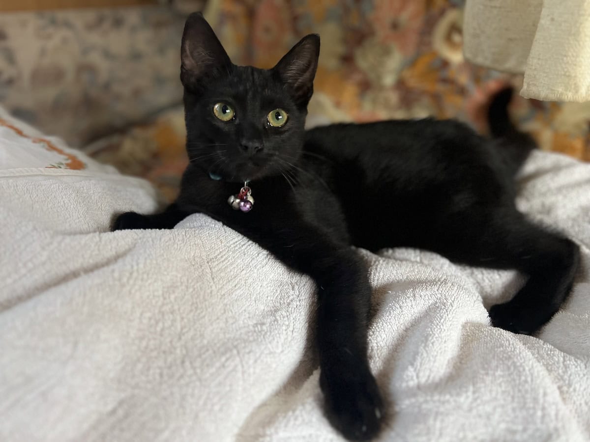 Cat Miki lying on a blanket