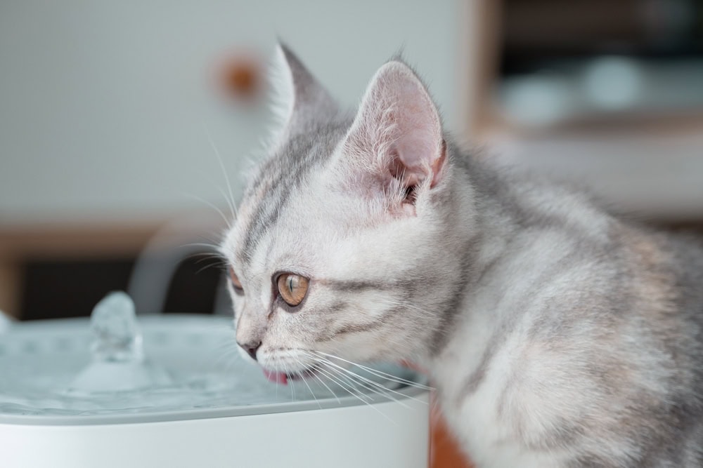Close up to a grey and white kitten drinking water at the pet drinking fountain