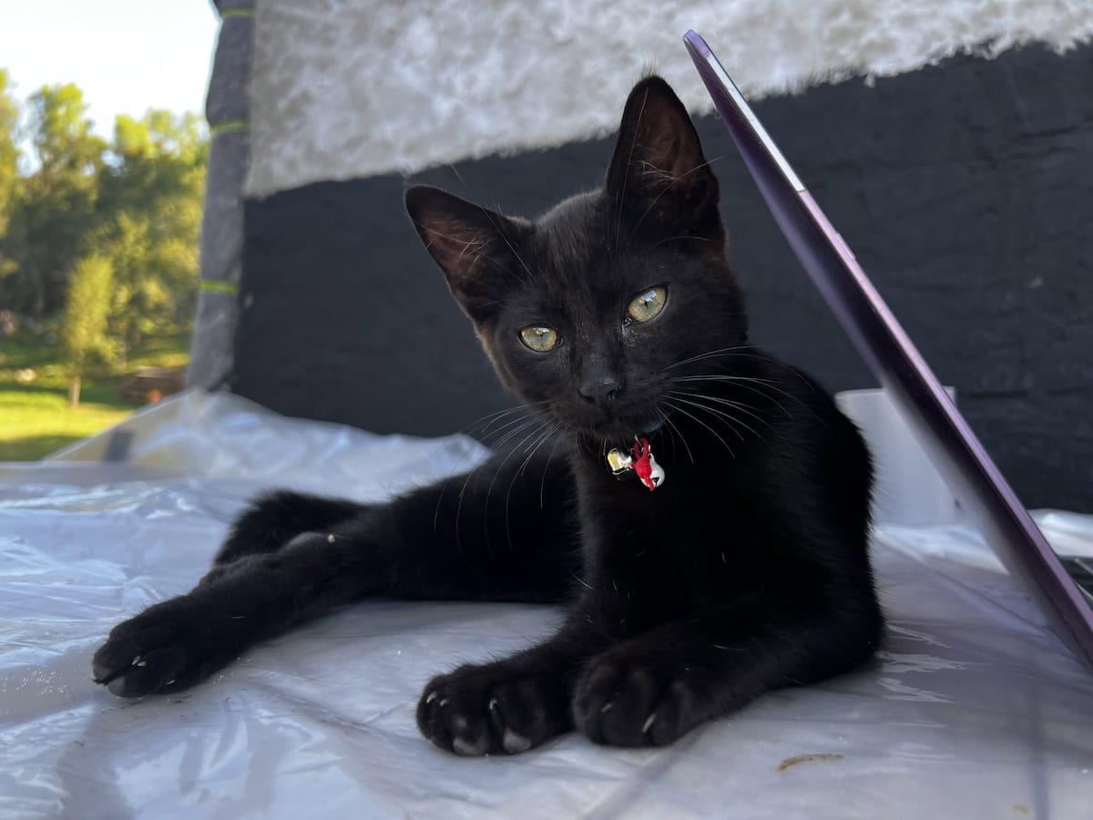 Dr. Maja's black cat Miki