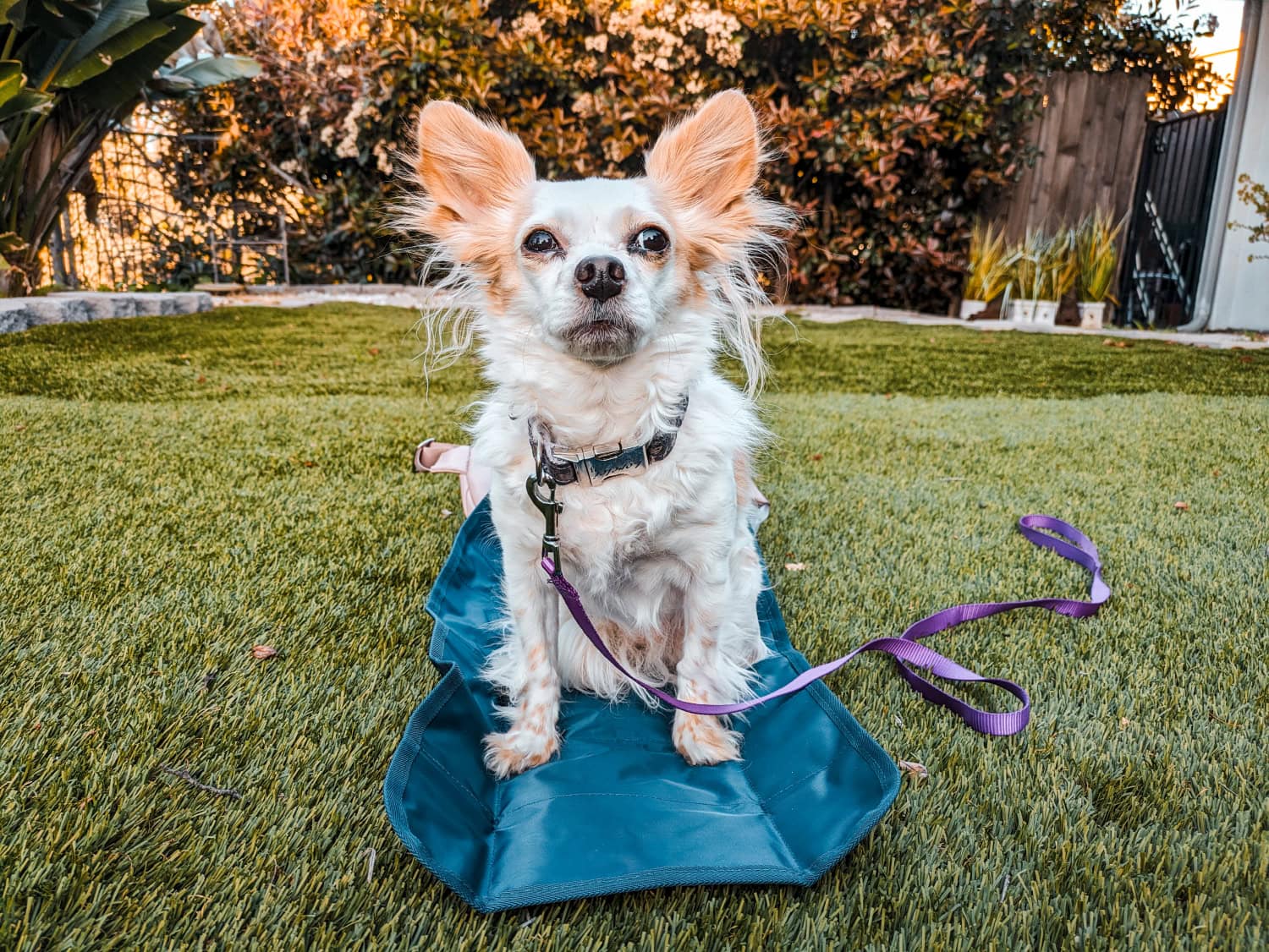 Kibou Dog Walking Bag - lorelei sitting on the pad