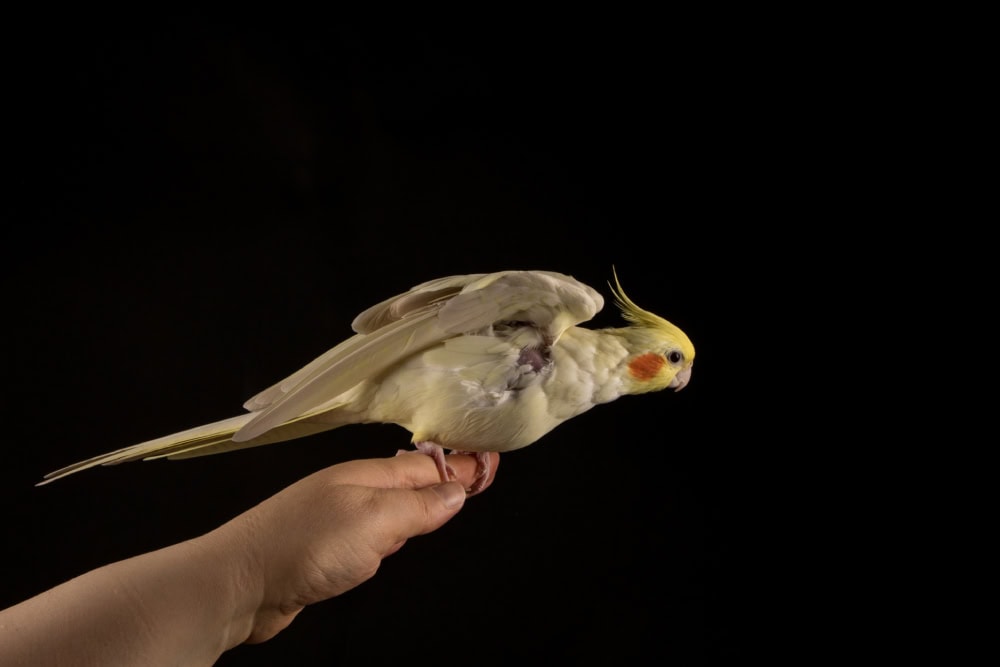 Lutino cockatiel no feathers bald under wings