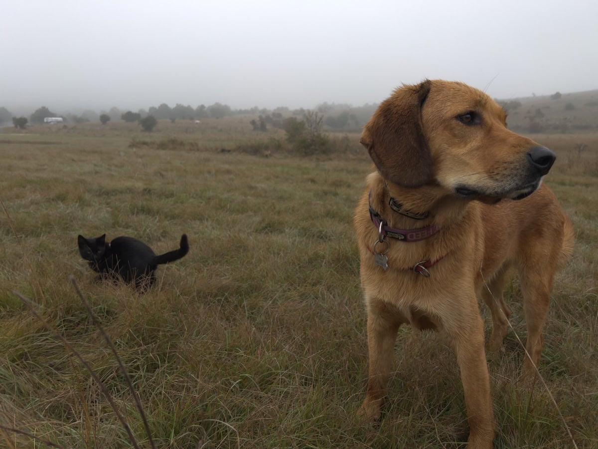 Miki and Lava in August 2023