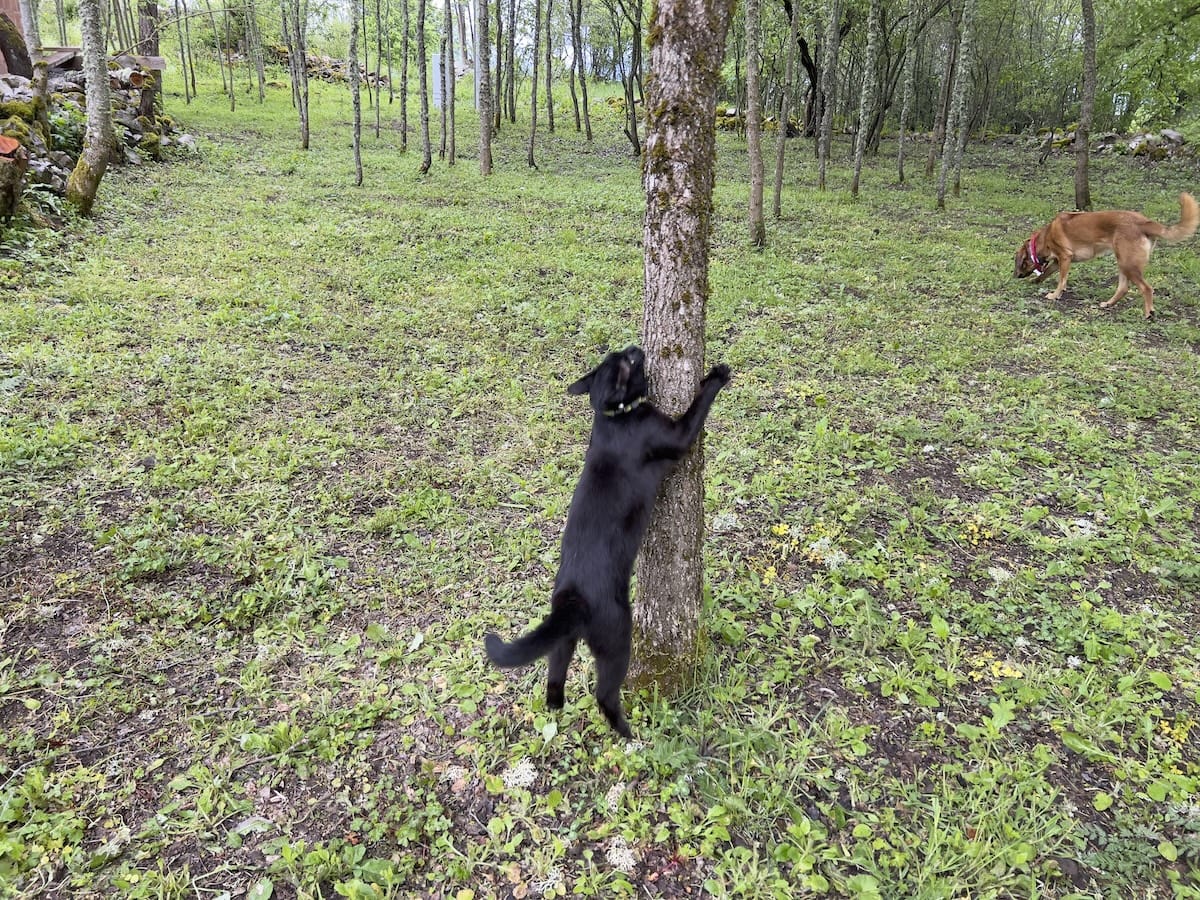 Miki jumping up on a tree with Lava in the background