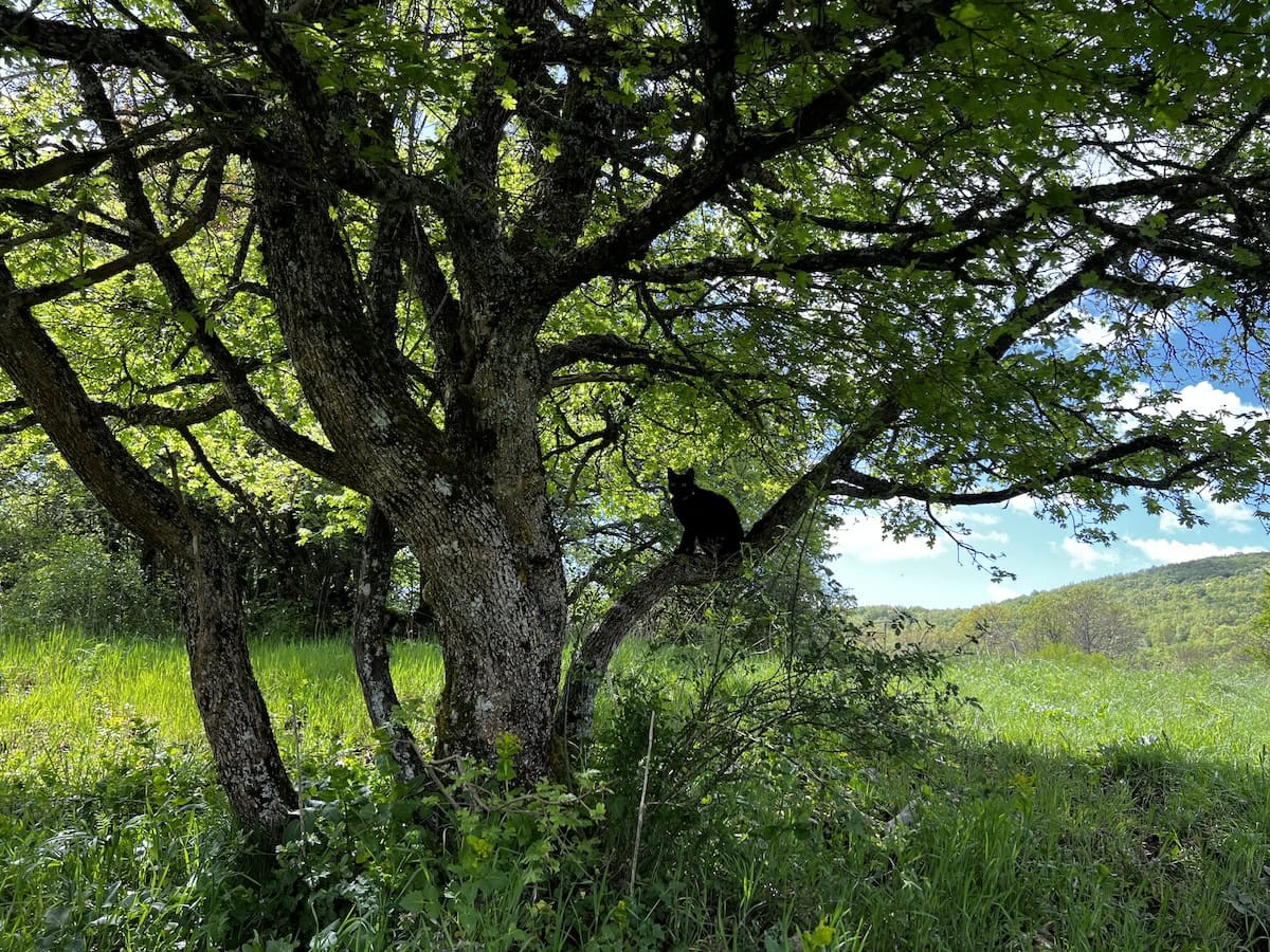 Miki on a low tree branch