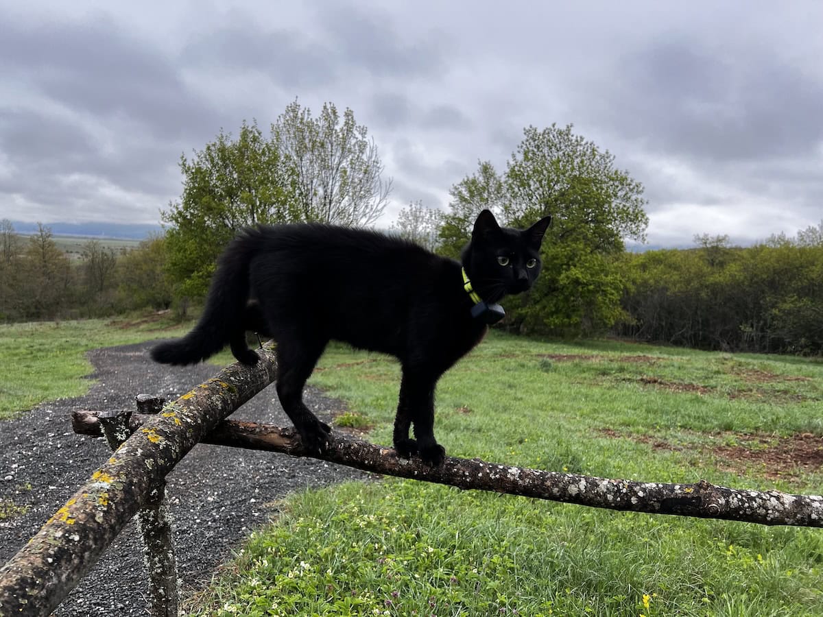 Miki on a tree branch used as a gate, wearing his GPS tracker.