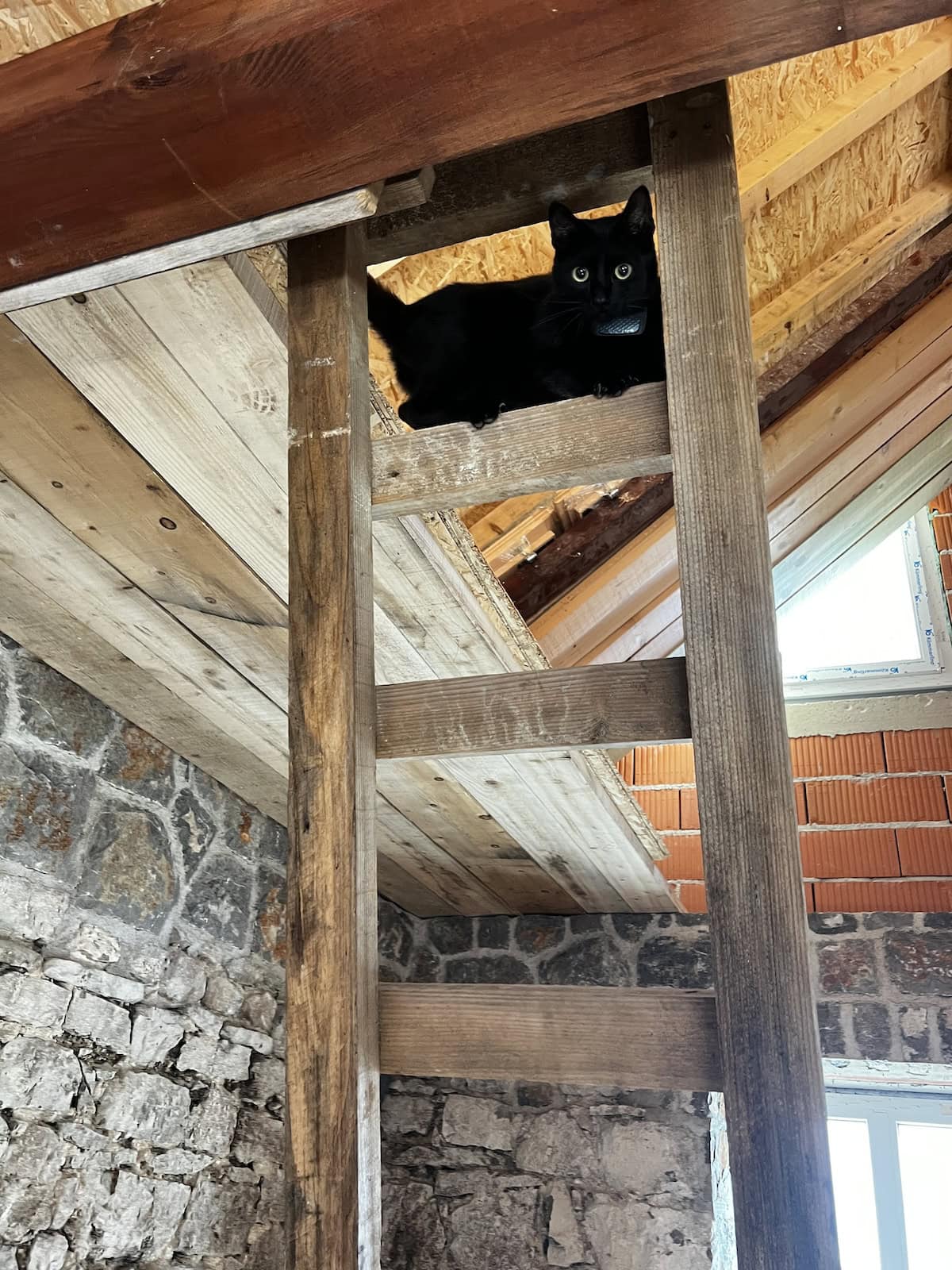 Miki on a wooden ladder in my house