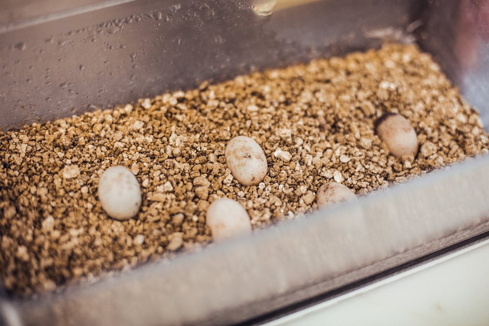 River turtle eggs in box with ground incubating close up