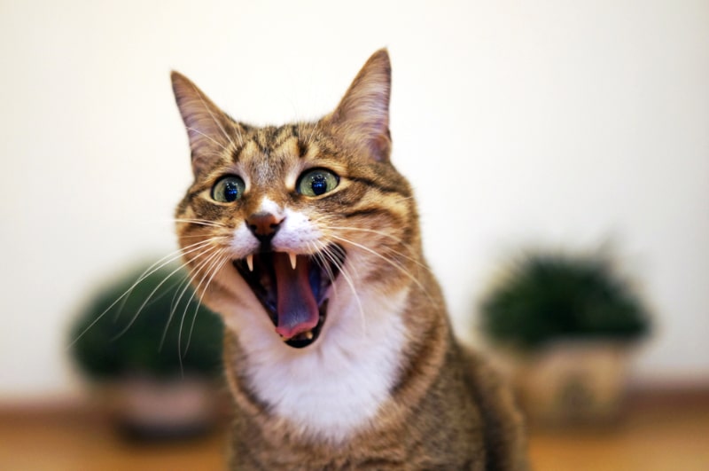 Shocked or screaming tabby cat