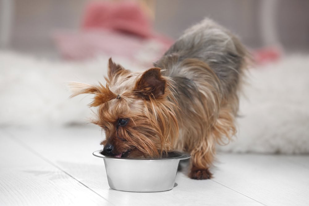 Yorkshire terrier dog eating from feeding bowl