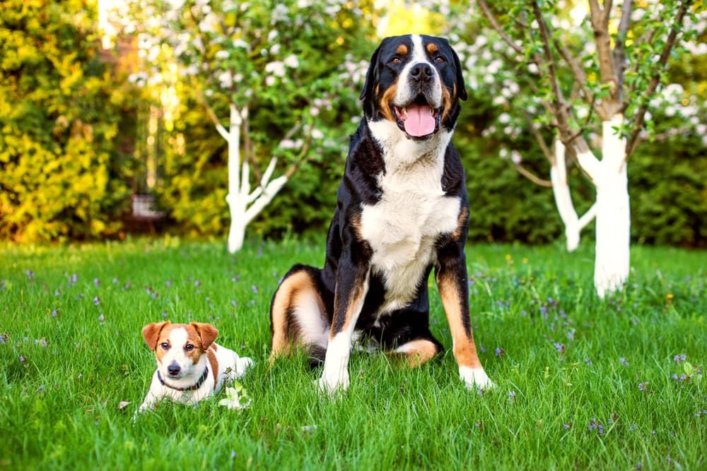 a great swiss mountain dog and a jack russell puppy outside in the garden