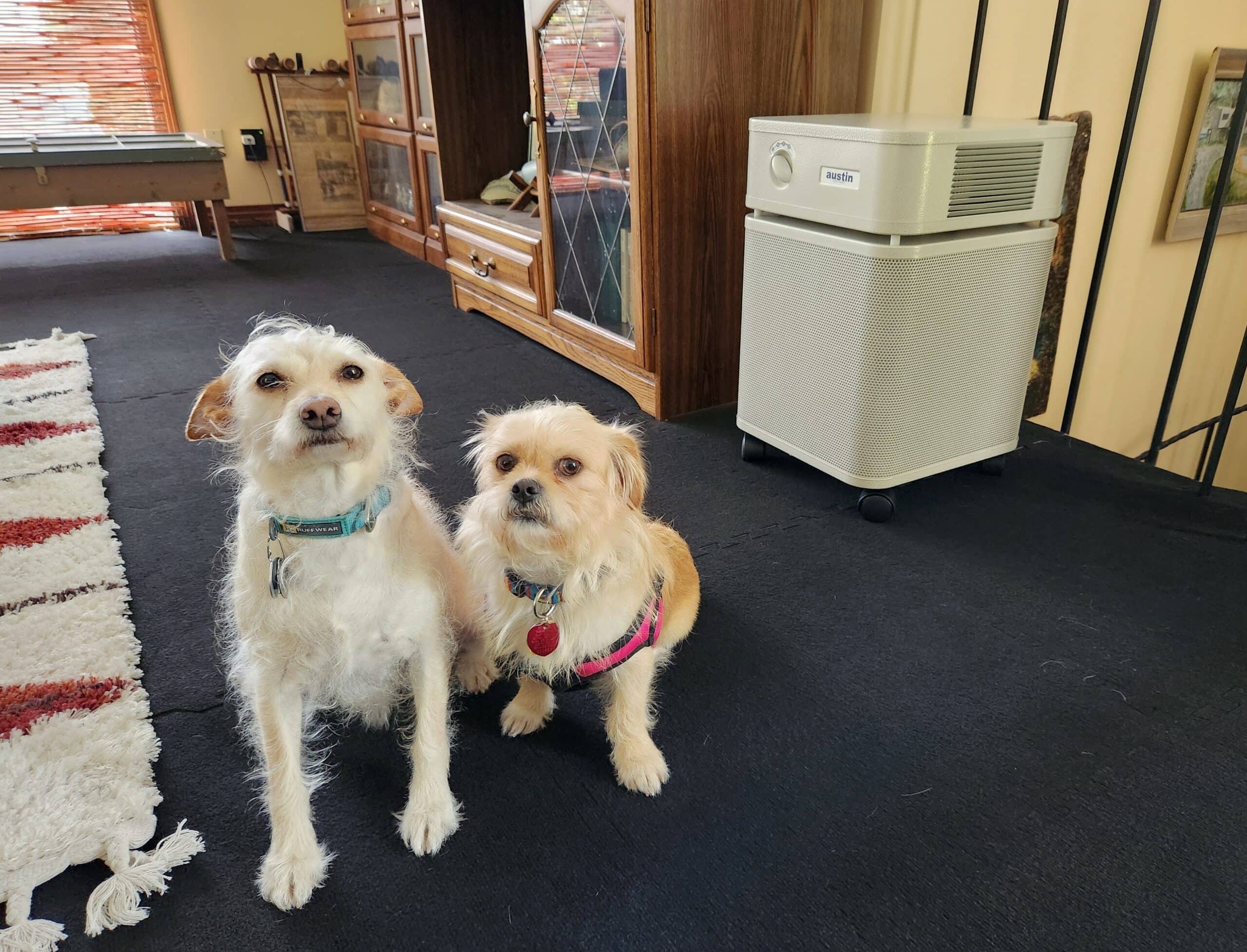 HEP_DOG_SAPR_Austin Air Purifier