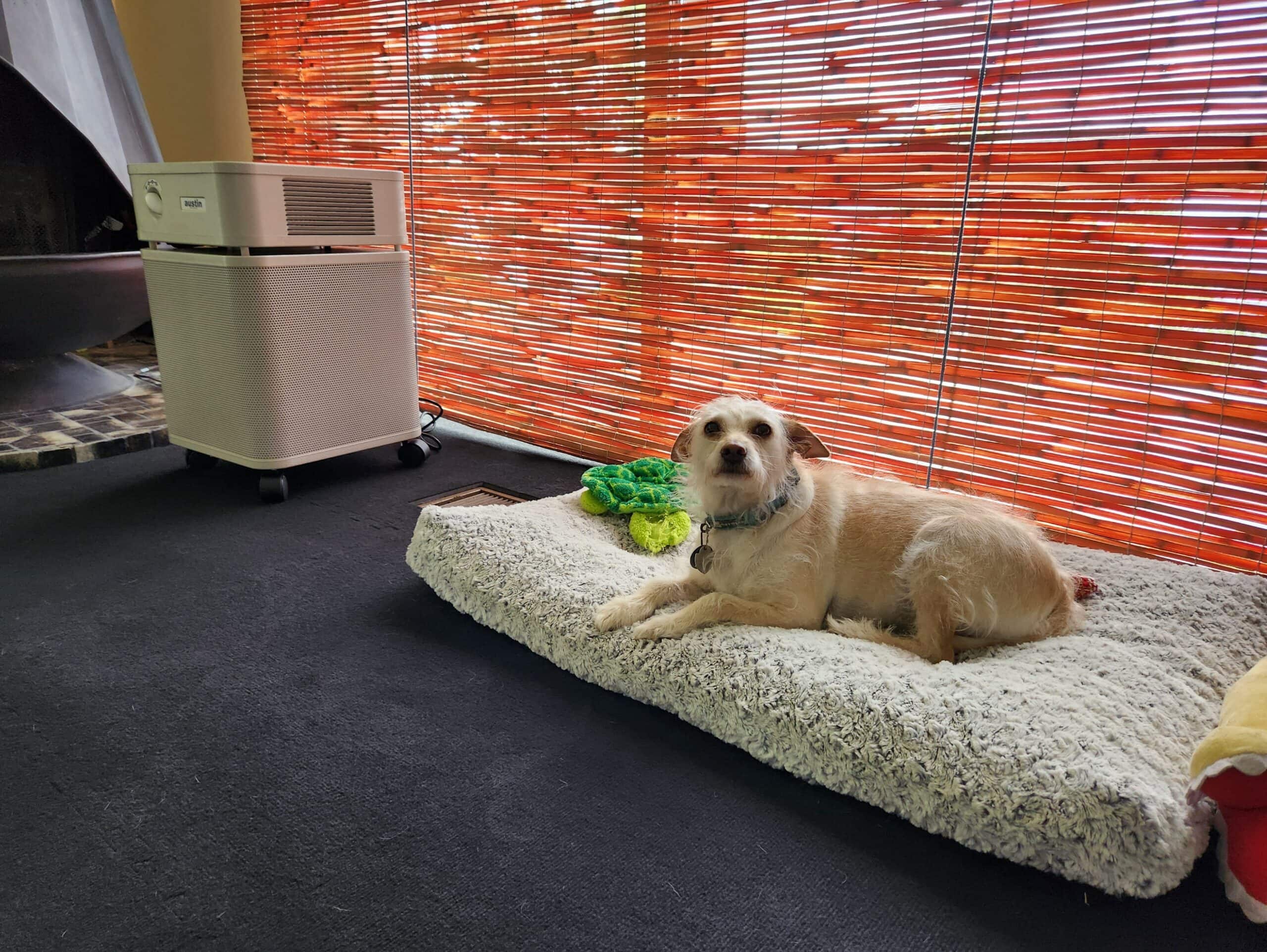 HEP_DOG_SAPR_Austin Air Purifier