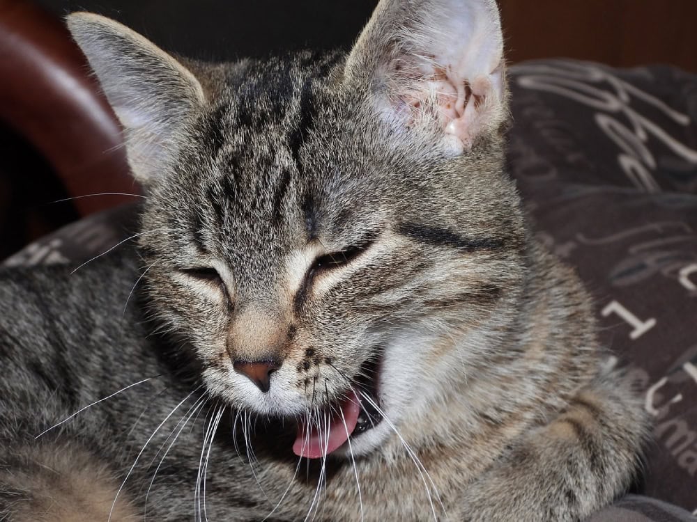 cat coughing close up