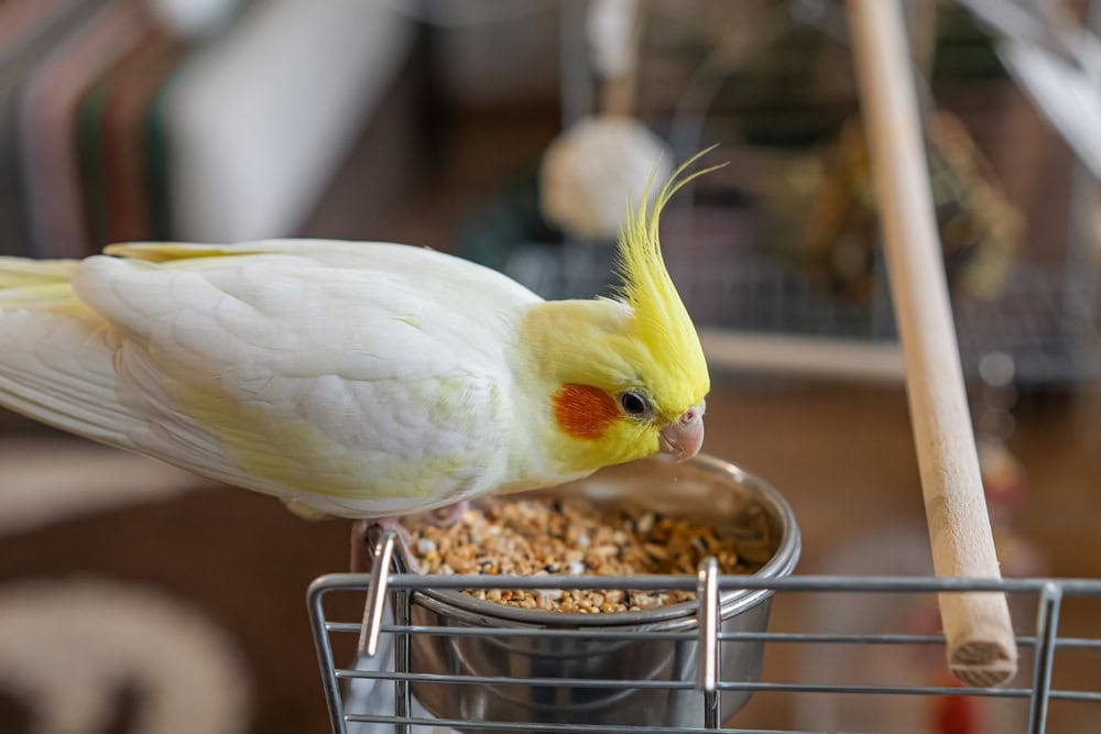 cockatiel-bird-eating