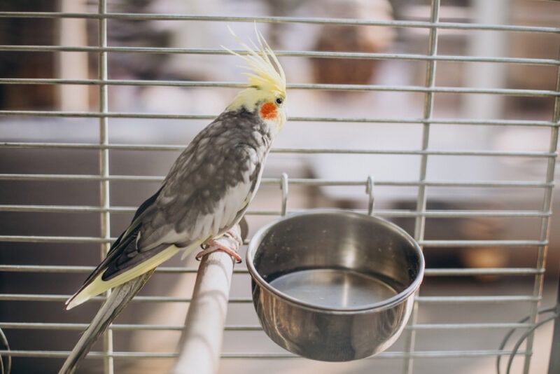cockatiel-inside-cage