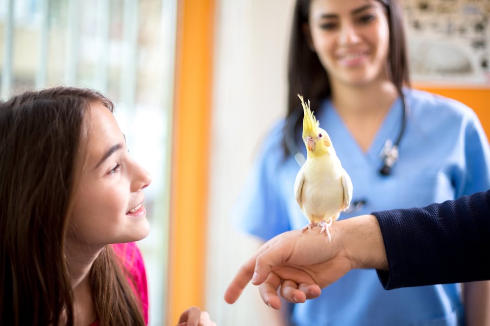 cockatiel-with-her-owner-in-vet-clinic