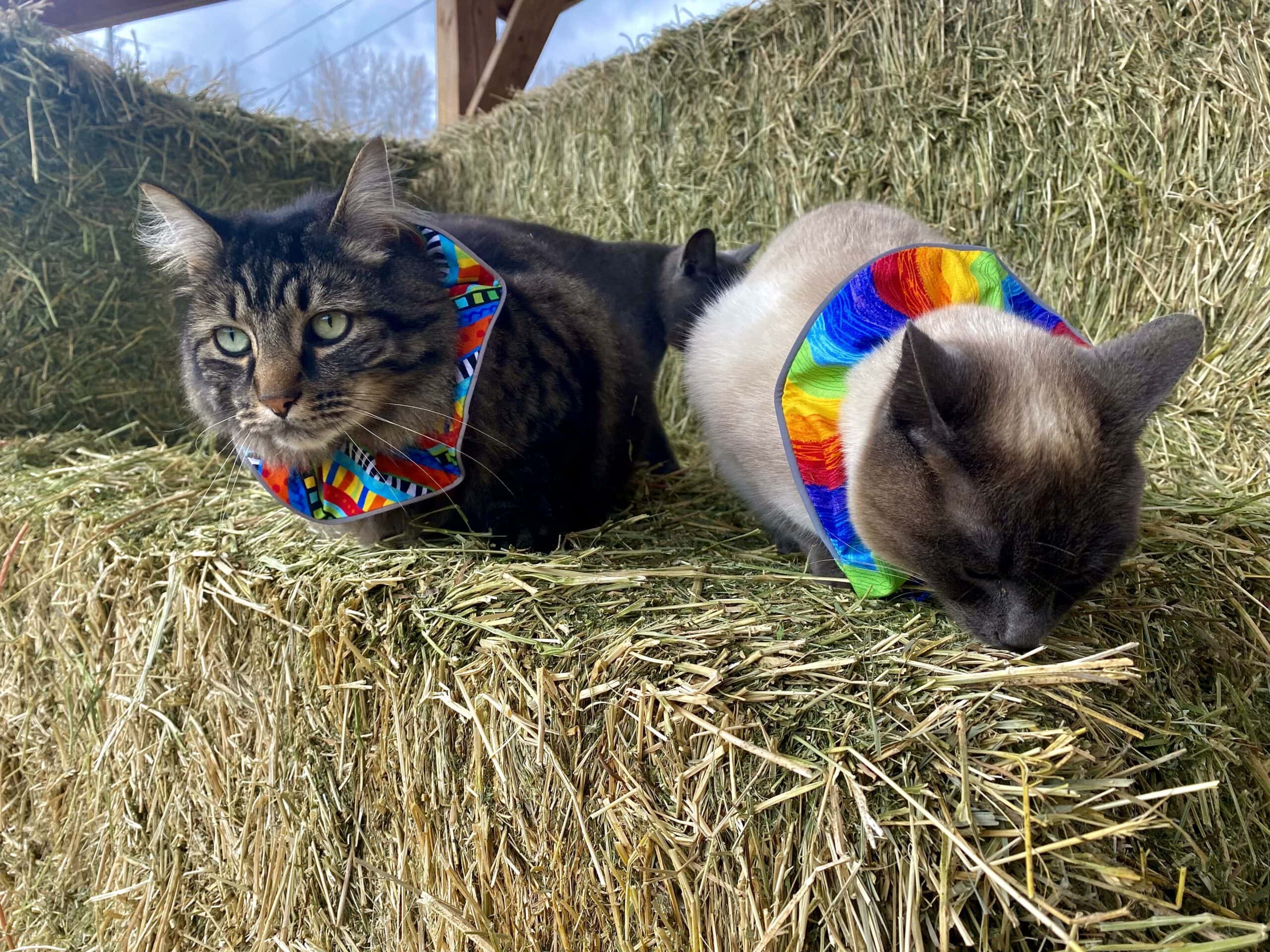cats wearing Birdsbesafe Cat Collars