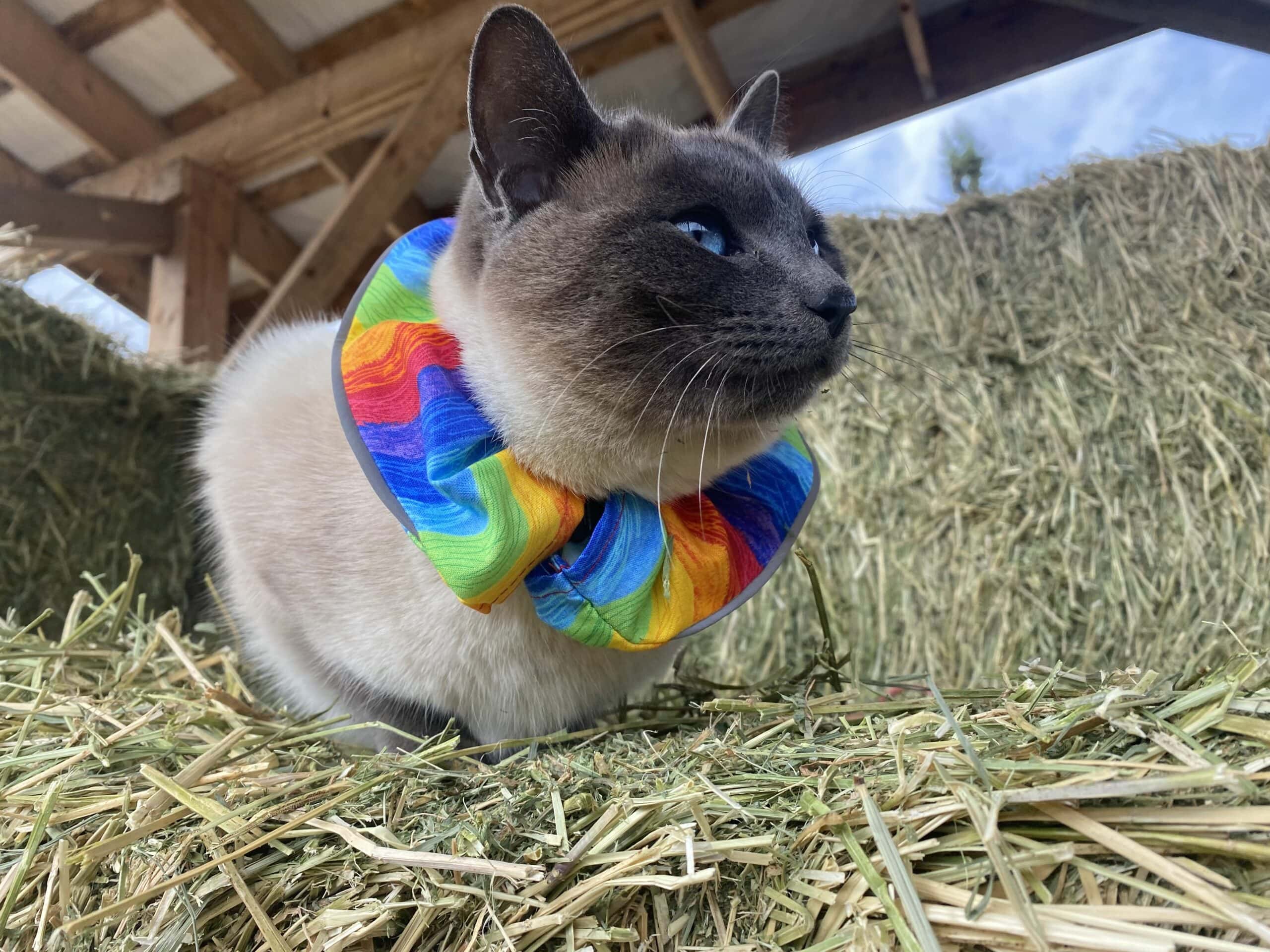 Birdsbesafe Cat Collars