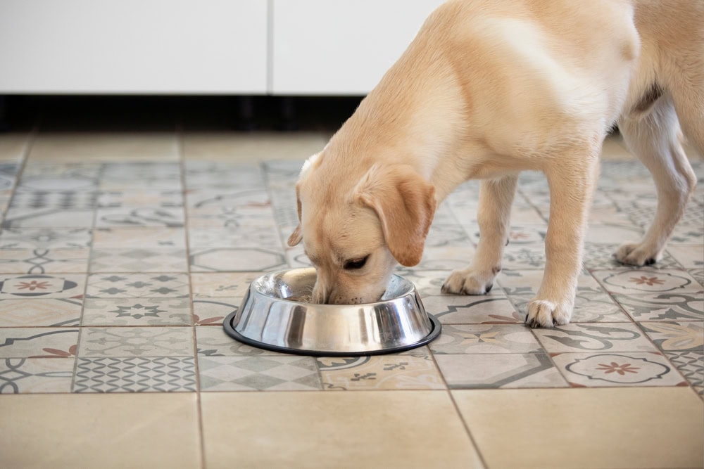 labrador retriever eating dog food from metal bowl