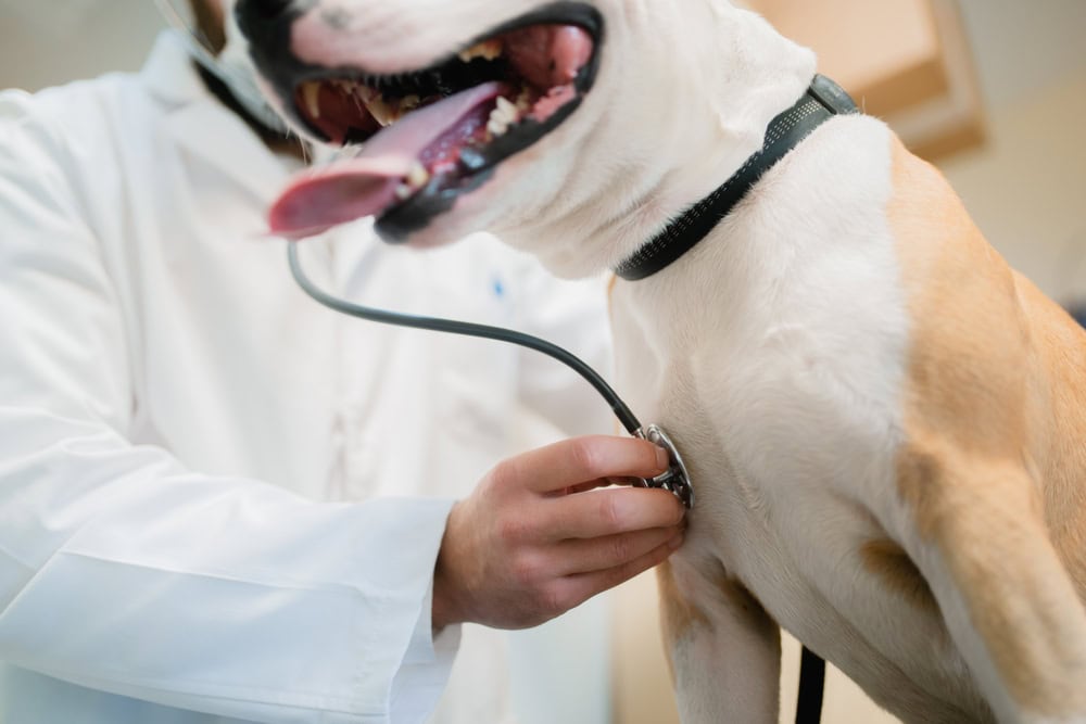 a veterinarian listens to the lungs