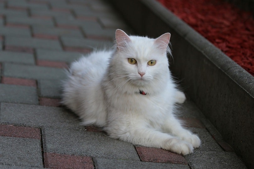 turkish angora cat lying on the street outdoors