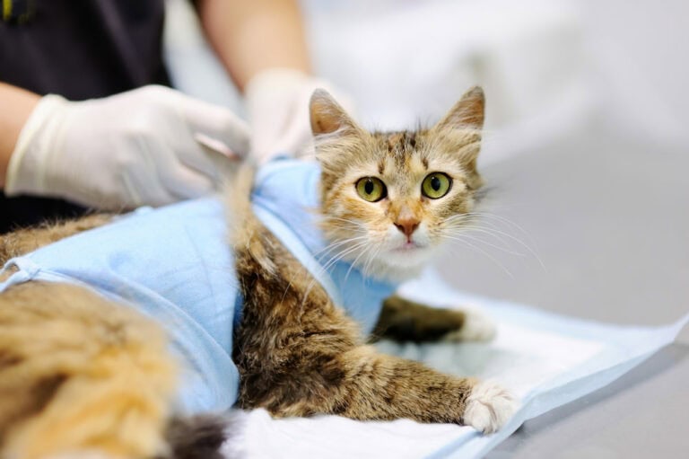 Does A Cat Gain Weight After Being Spayed? | Hepper Pet Resources - Pediatric Cat Weight Guidelines Post Spay