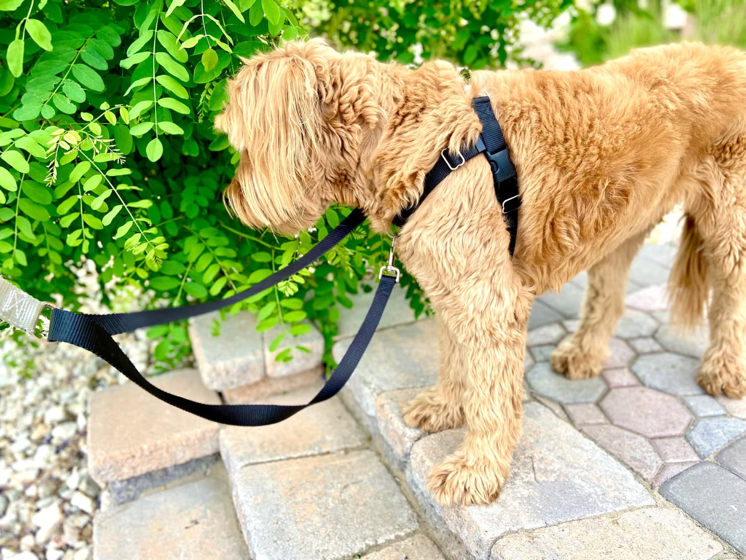 2 Hounds Design - micah walking outdoor wearing the products