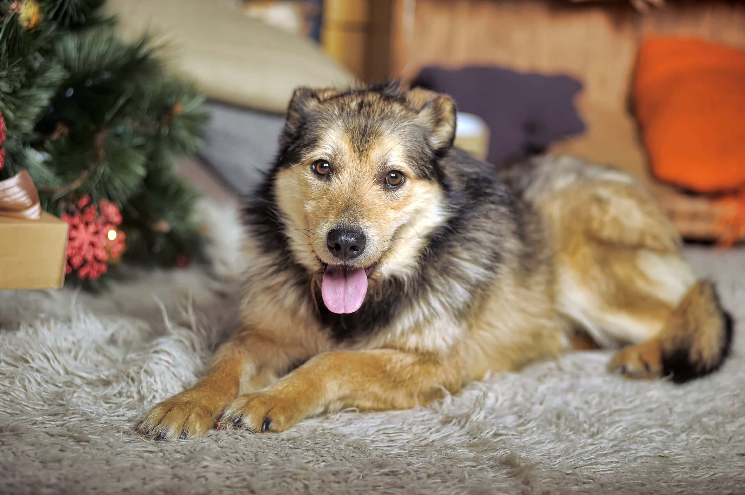 Alaskan Shepherd lying down on the living room floor