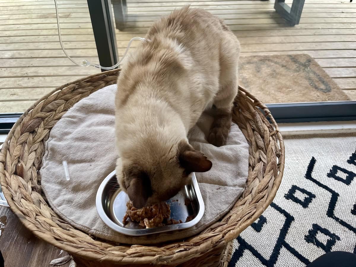 Baby Cat receiving his subcutaneous fluids
