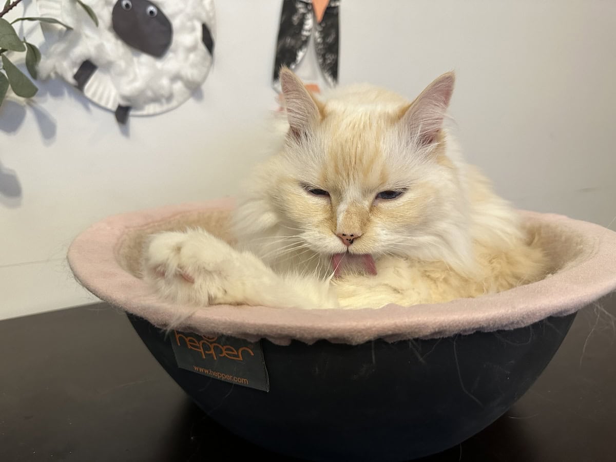 Blue grooming herself