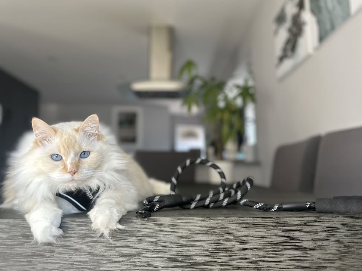 Blue in her harness inside on a table