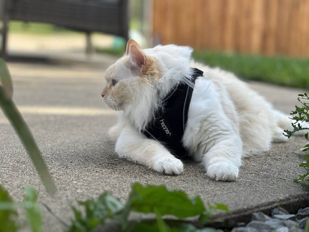 Blue on the sidewalk in her harness