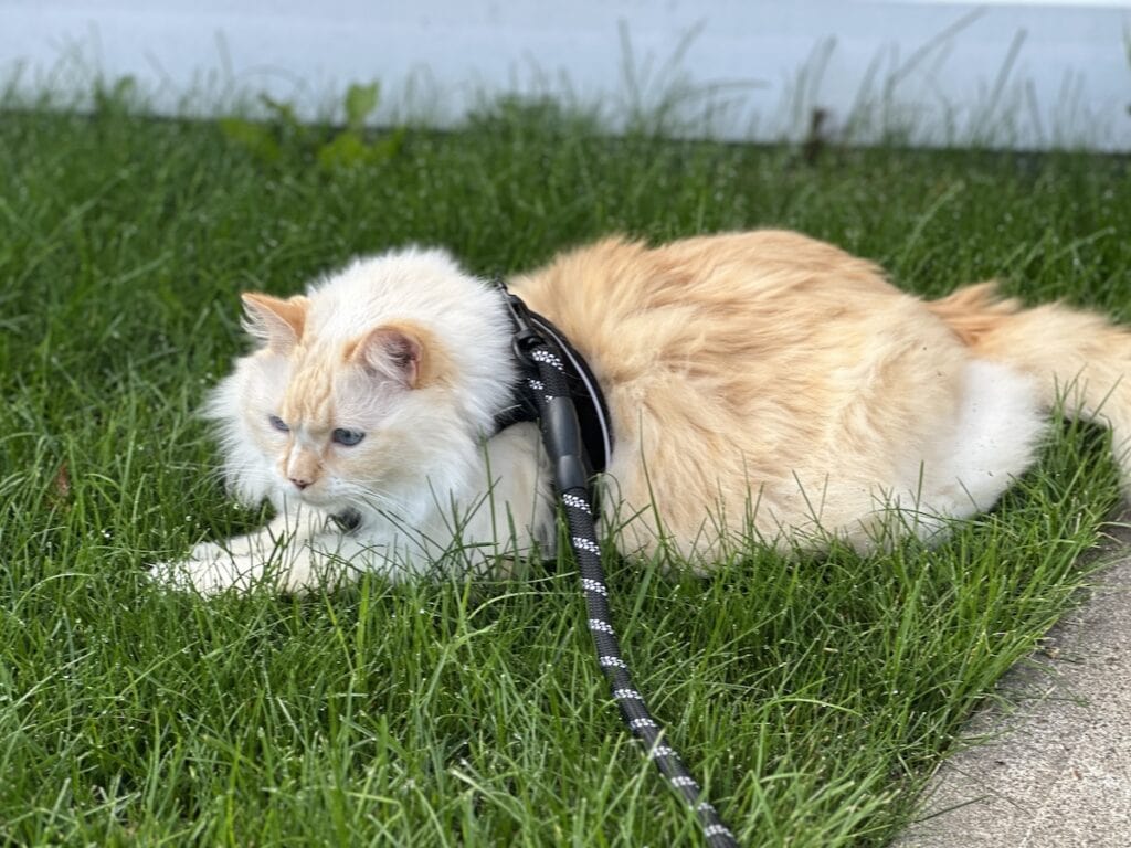 Blue outside in the grass with cat harness and leash
