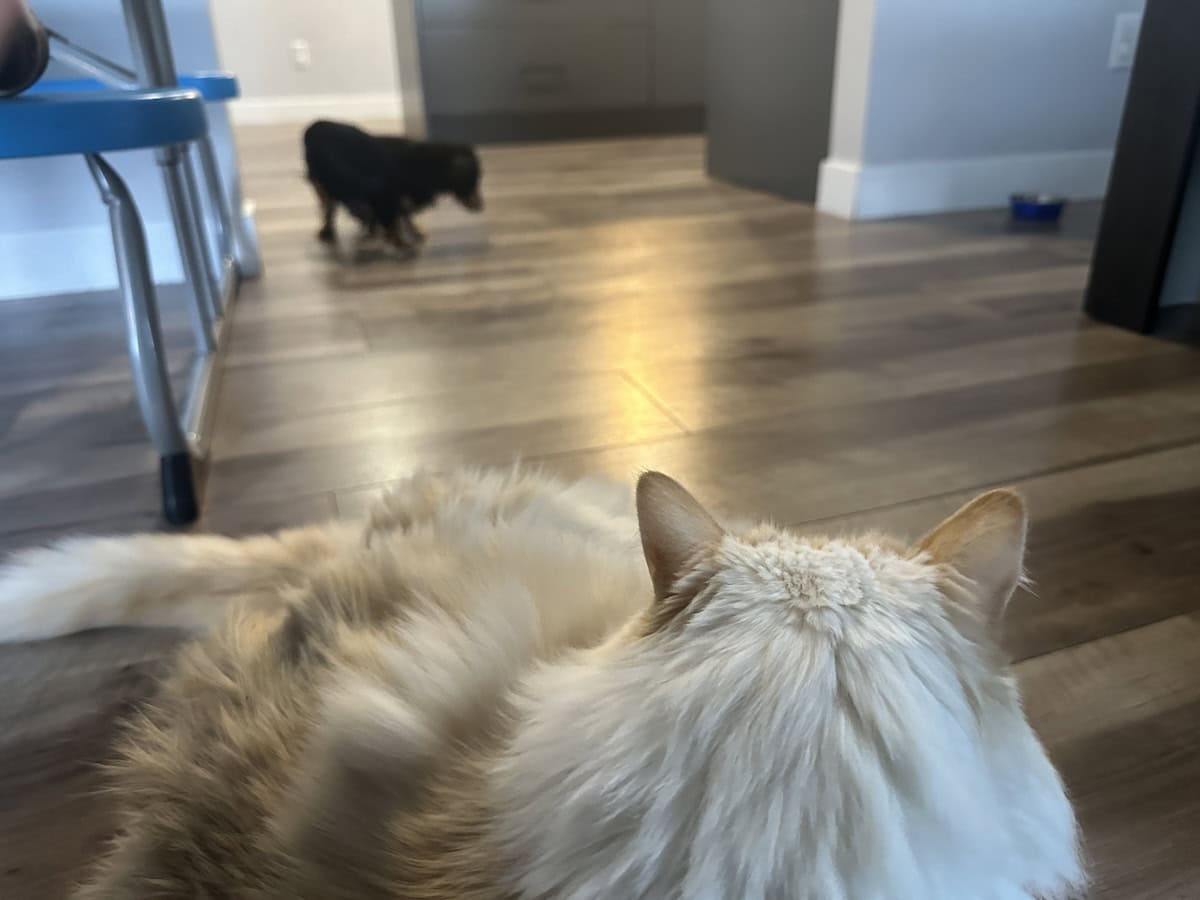 Blue watching Rue across the room