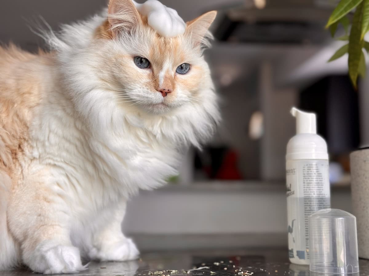 Blue with foamy shampoo on her head