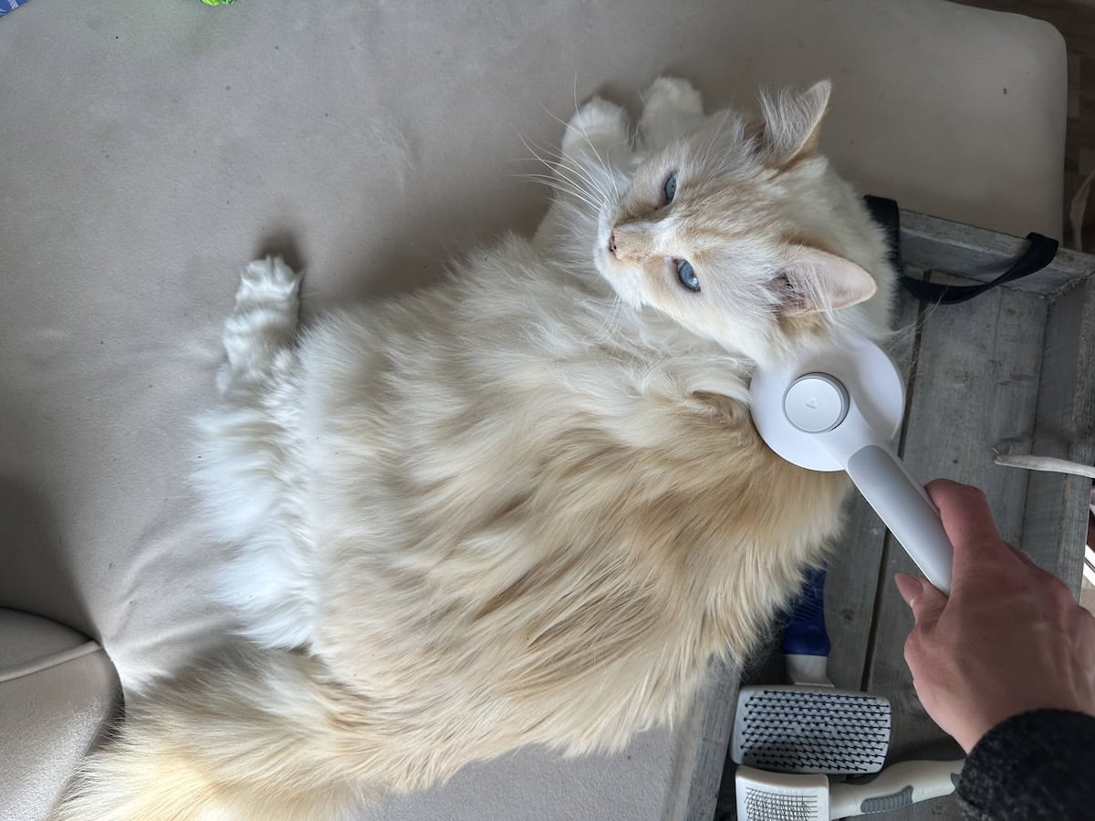 Brushing Blue's coat with the Hepper brush