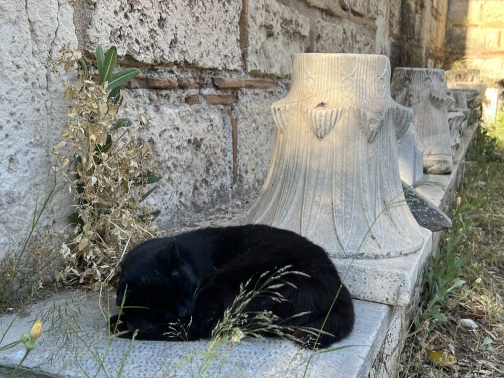 Cat sleeping in Athens, Greece
