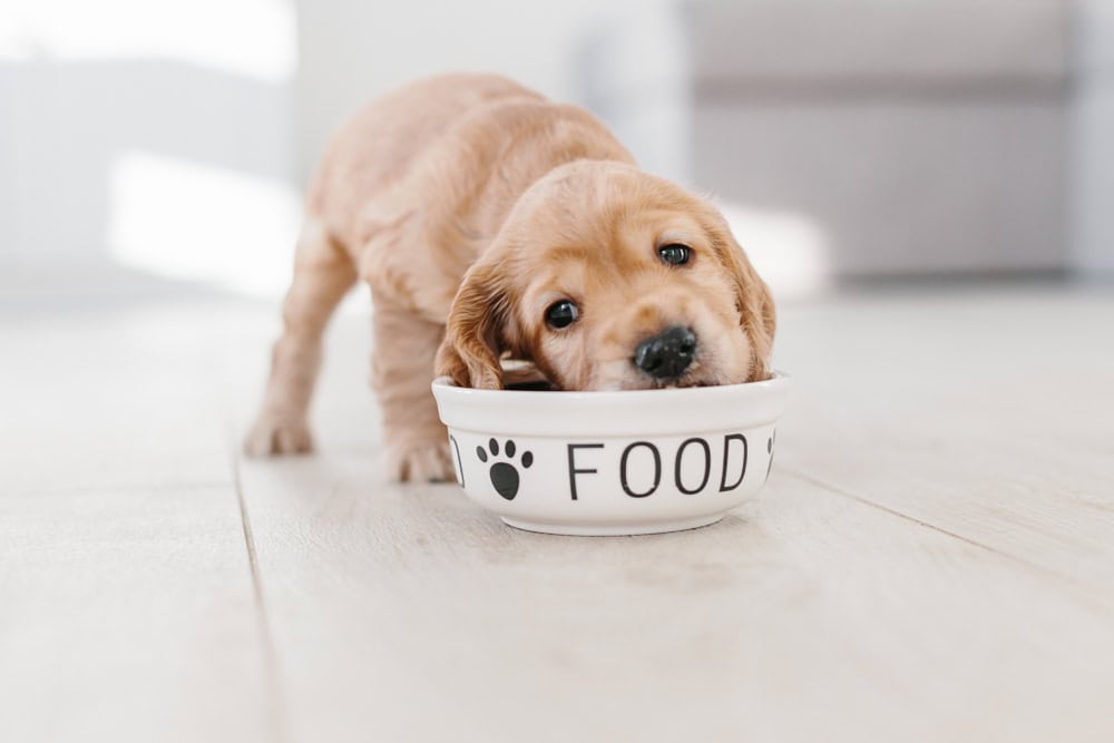 Cocker Spaniel puppy eating from a dog bowl
