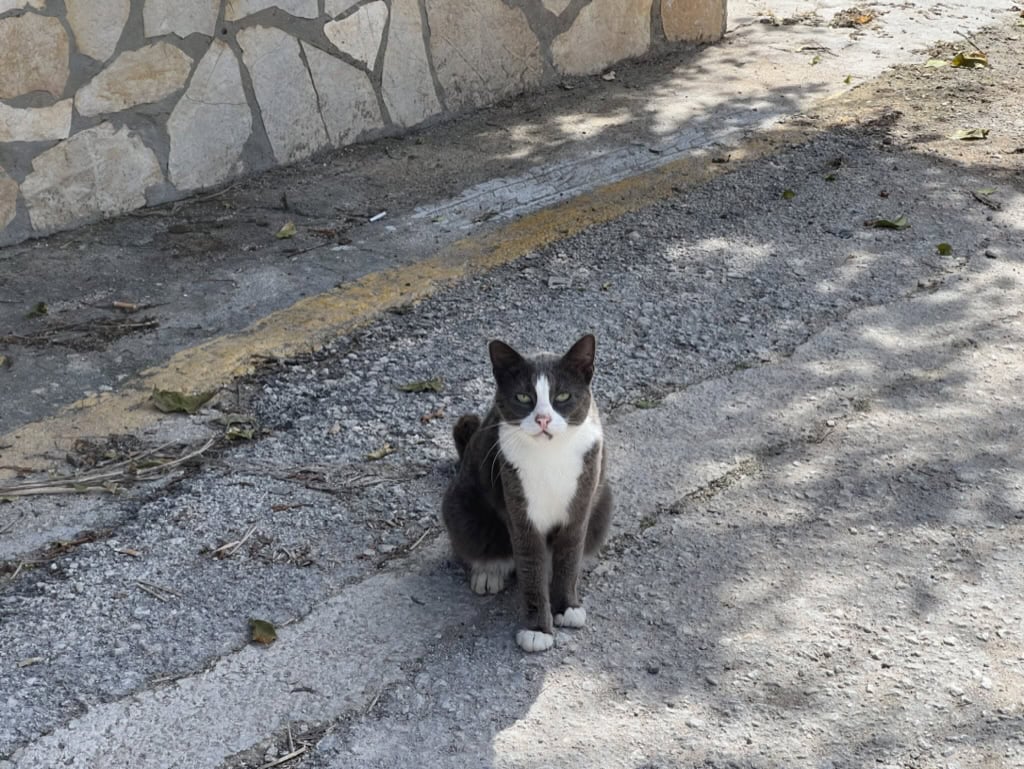 Feral Greek cat