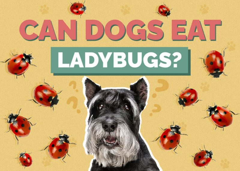 Hepper_Can Dogs Eat_Ladybugs