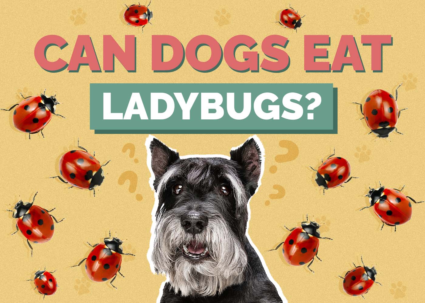Hepper_Can Dogs Eat_Ladybugs