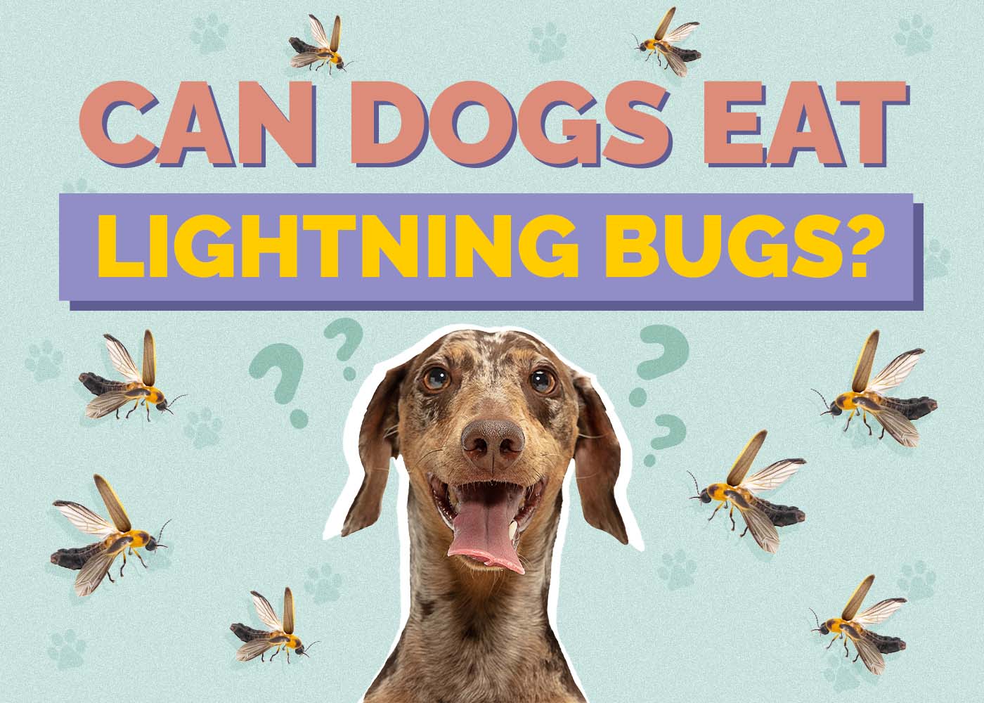 Hepper_Can Dogs Eat_Lightning Bugs