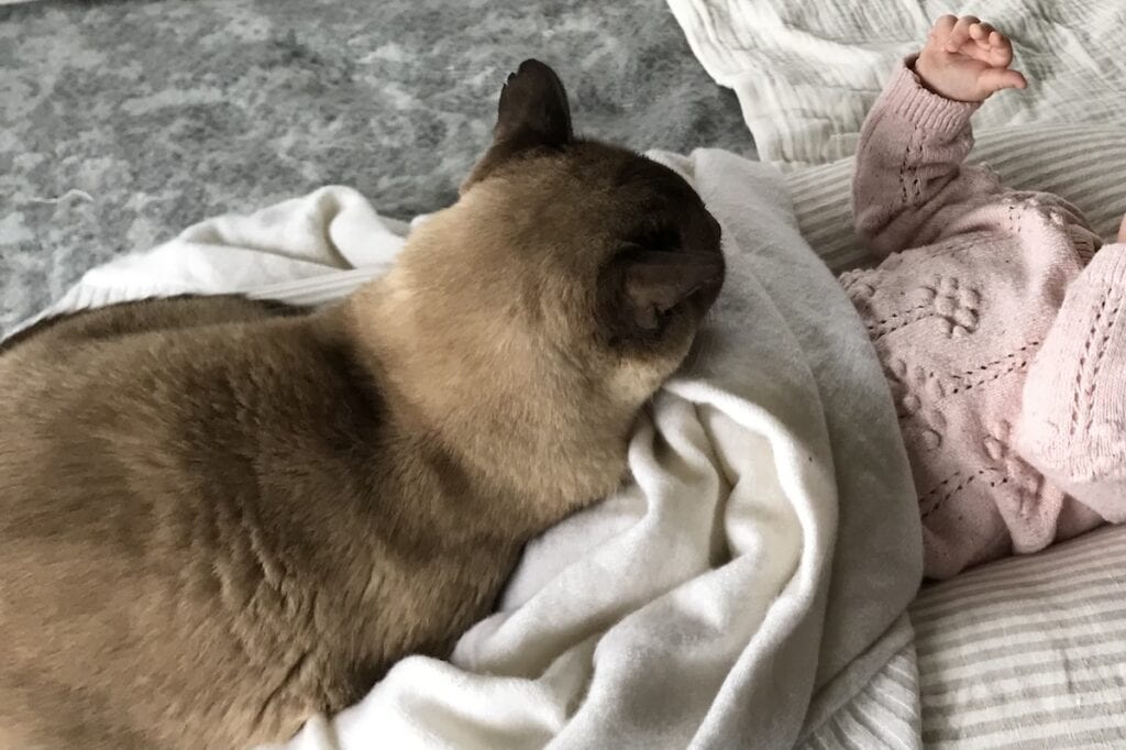 Making himself comfortable, and baby loves the extra heat too - they are each others' living hot water bottles.