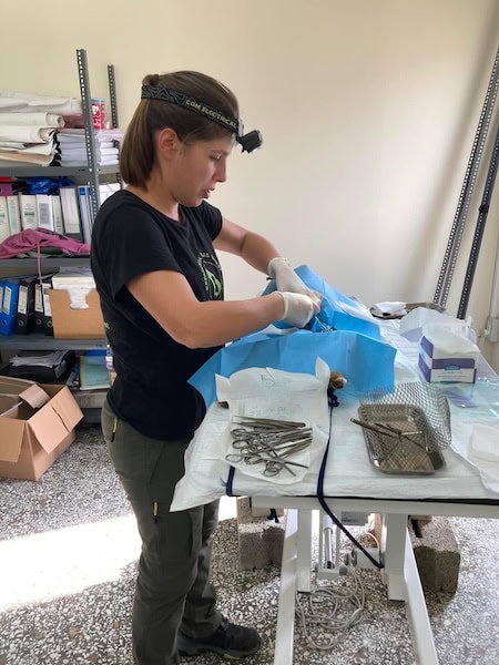 Me neutering a cat