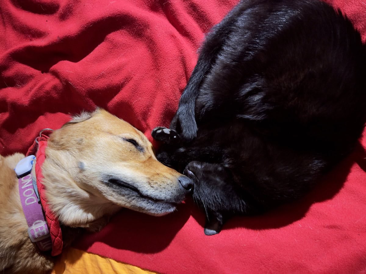 Miki and Lava sleeping nose-to-nose