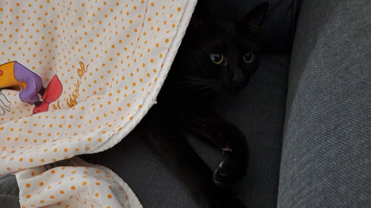 Miki chasing shadows under a blanket