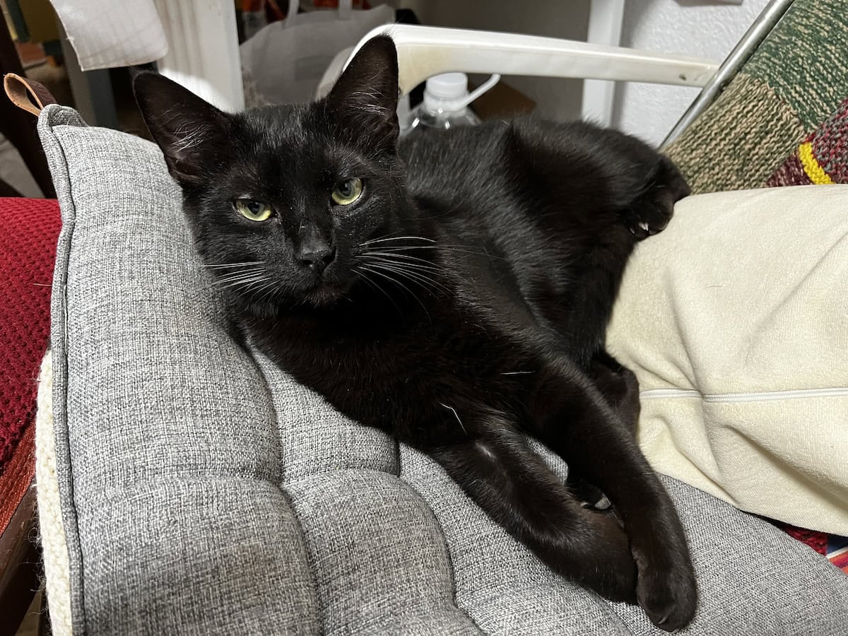 Miki lying on a cushion